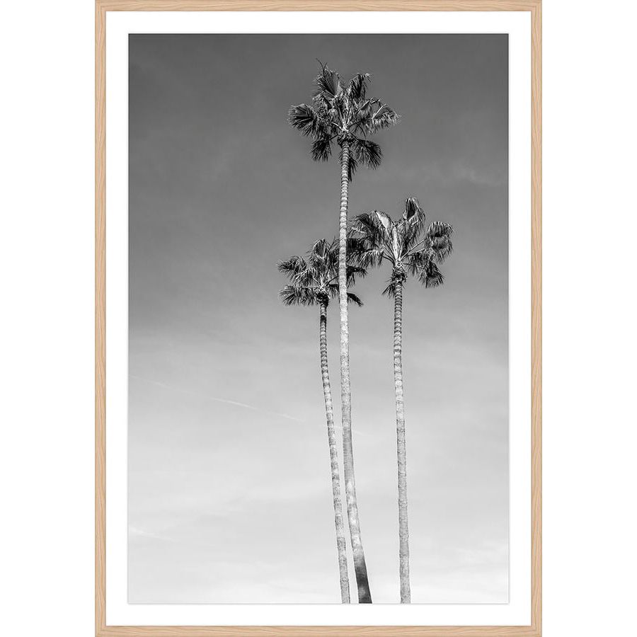 LA Palm Trees I