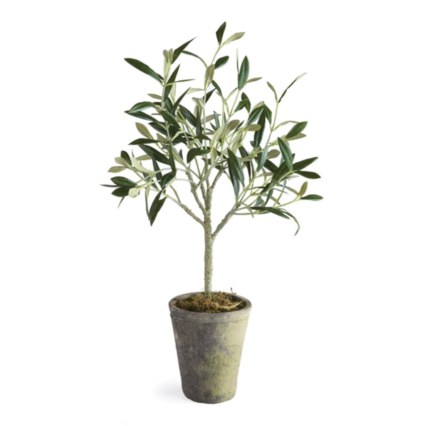 Olive Tree Potted - 17"