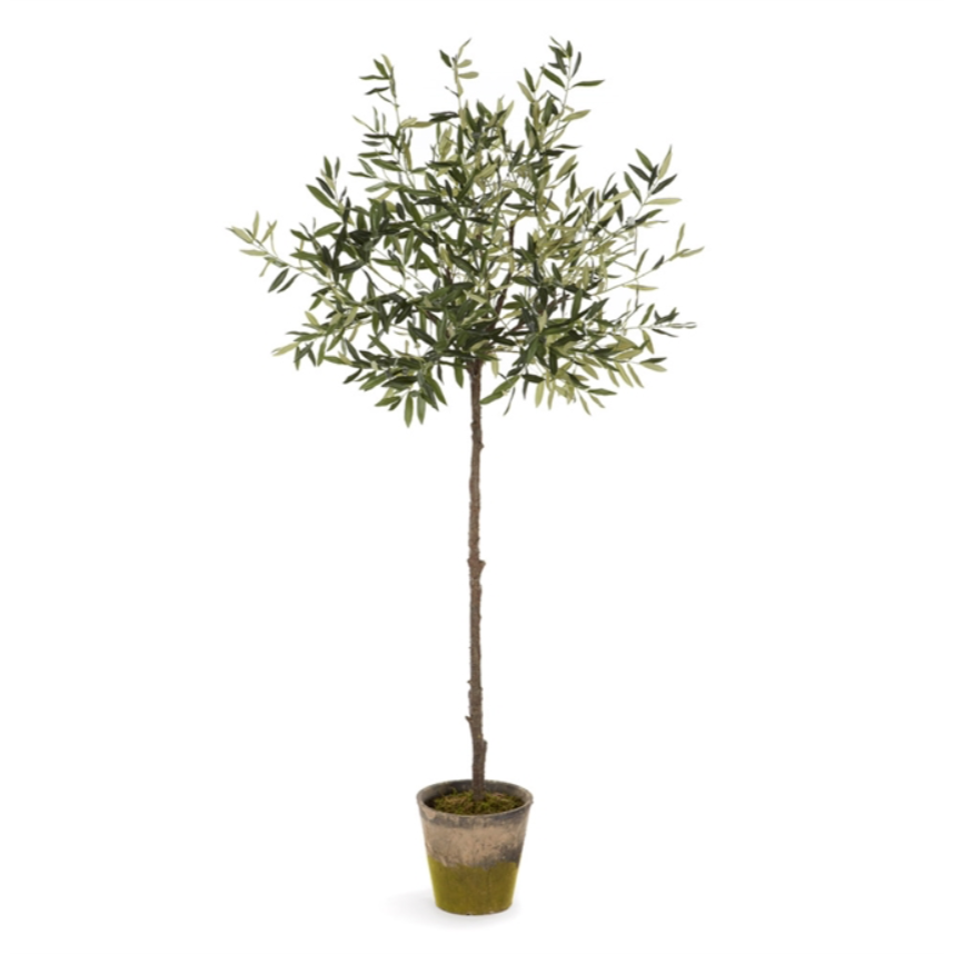 Olive Tree in Moss Pot 69"